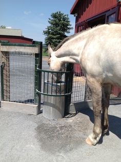 a white horse standing next to a metal fence