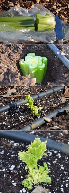 several different stages of growing celery in the garden