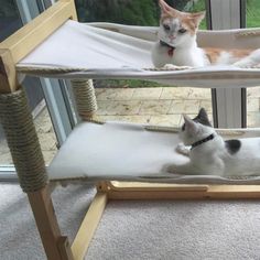 a cat laying on top of a hammock in front of a window next to another cat