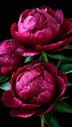 two red flowers with water droplets on them