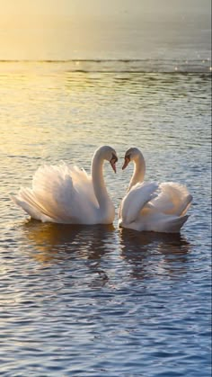 two white swans swimming in the water with their necks touching each other's heads