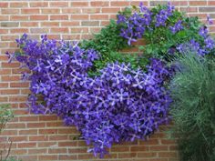 purple flowers growing on the side of a brick wall in front of a planter