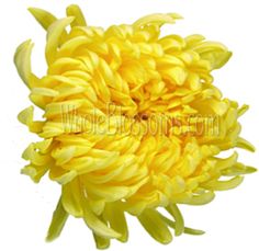 a yellow flower is shown against a white background