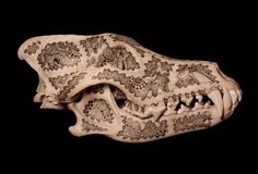 an animal skull with intricate designs on it's face and jaw, against a black background