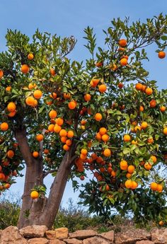 an orange tree with lots of fruit growing on it's branches in front of a stone wall