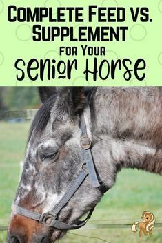 a horse with the words complete feed vs supplement for your senior horse on it's forehead