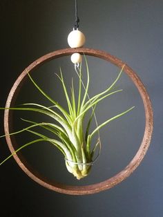 an air plant hanging in a circular metal holder