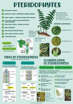 a poster describing the different types of plants