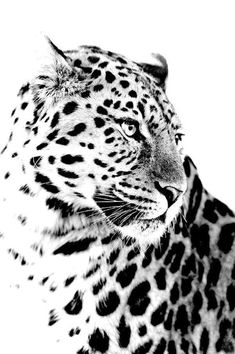 a black and white photo of a leopard looking at something in the distance with one eye open