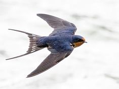 a small blue bird flying through the air