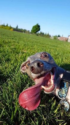 a dog is laying in the grass with its tongue out