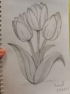 a pencil drawing of three tulips in the middle of a sketchbook page