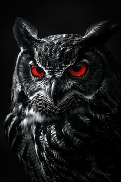 an owl with red eyes and black background