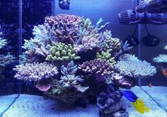 an aquarium filled with lots of different types of corals and sea creatures in it