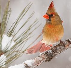 a red bird perched on top of a tree branch covered in snow and pine needles