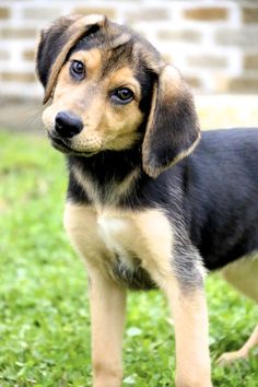 a small black and brown dog standing in the grass