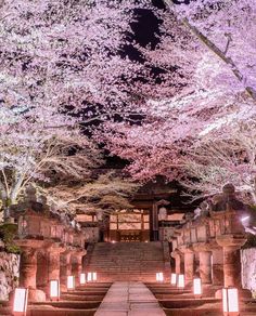 the steps leading up to cherry blossom trees are lit by street lamps and lanterns at night