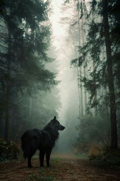 a black dog standing in the middle of a forest on a foggy day with trees