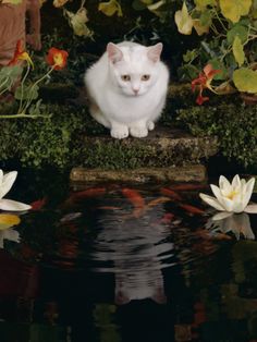 a white cat sitting on top of a rock next to water and flowers in the background