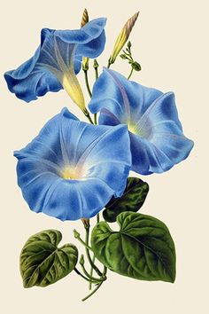 three blue flowers with green leaves on a white background