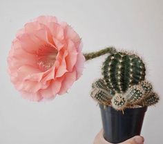 a hand holding a small potted plant with a pink flower