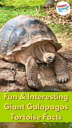 Fun & Interesting Giant Galapagos Tortoise Facts Endangered Animals Project, Travel Ecuador, Discovery Channel, Endangered Animals, Animal Projects