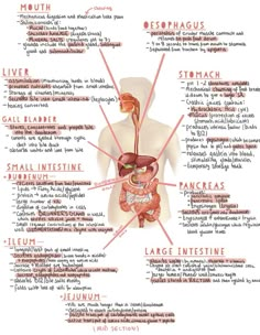 the human body's organs and their major organ systems are labeled in red text