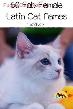 a white cat with blue eyes is holding a rubber duck in front of the caption