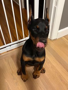 a black and brown dog sitting on top of a wooden floor next to a white door