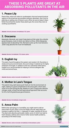 the different types of houseplants and how they are used to care for them