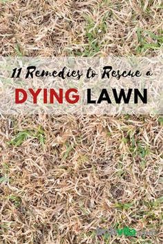 grass with the words, it's remedery to rescue a dying lawn