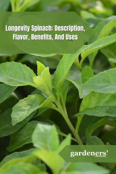 Longevity Spinach: Description, Flavor, Benefits, And Uses Longevity Spinach, Collagen Supplements Benefits, Spinach Benefits, Longevity Diet, Increase Testosterone Levels, Collagen Benefits, Dna Repair, Anti Aging Supplements, Daily Energy