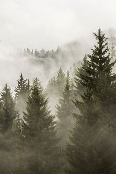 the trees are covered in fog and mist