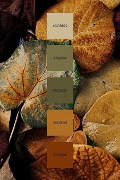 several different shades of autumn leaves on the ground with text overlay that says fall colors