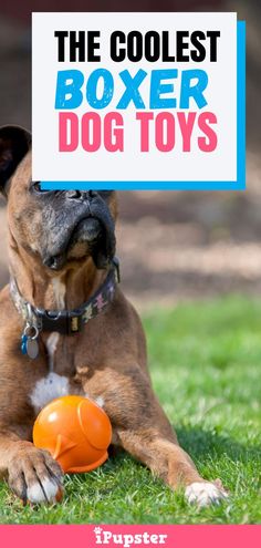 a dog laying in the grass with an orange ball next to it and text that reads, the coolest boxer dog toys