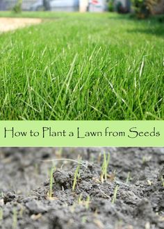 how to plant a lawn from seeds