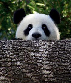 a panda bear sitting on top of a tree trunk looking at the camera with eyes wide open