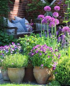 purple flowers are growing in large pots on the ground