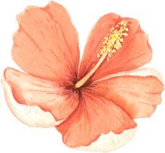 an orange flower with yellow stamens is shown in watercolor on white paper