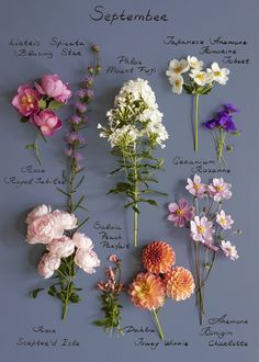 flowers arranged in different colors and names on a blue background with the names of each flower