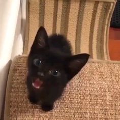 a small black cat sitting on top of a chair with its mouth open and tongue out