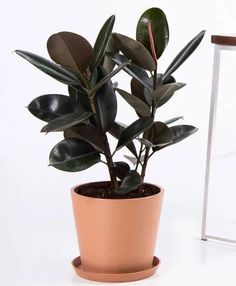 a potted plant sitting on top of a white table next to a wooden chair