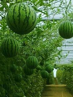 several watermelons hanging from the branches of trees in an indoor greenhouse with dirt path