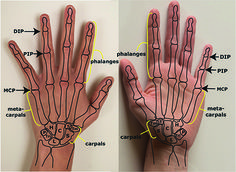 an image of two hands with different parts labeled in the middle one showing carpula, filamagnen and carpula