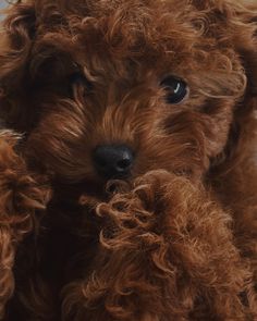 a brown dog with curly hair looking at the camera