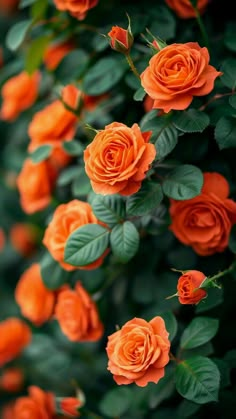 an orange rose bush with green leaves and flowers in the foreground, on a dark background