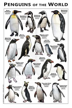 penguins of the world poster with their names and pictures on it's back side