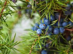 some blue berries hanging from a tree branch