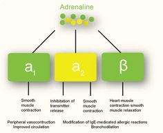 an adrenaline diagram showing the steps in which it is used to treat and treat