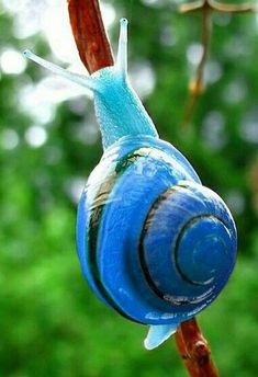 a blue snail sitting on top of a tree branch